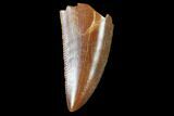 Raptor Tooth - Real Dinosaur Tooth #102347-1